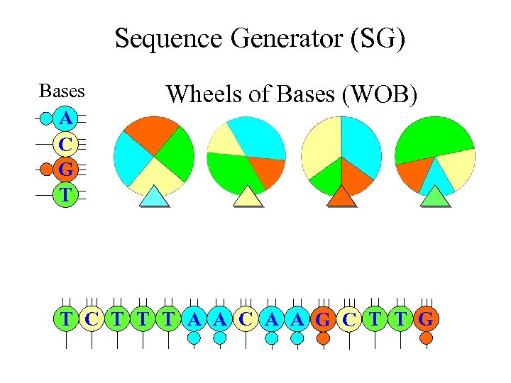 Sequence Generator (SG) Bases A C G T Wheels of Bases (WOB) T C