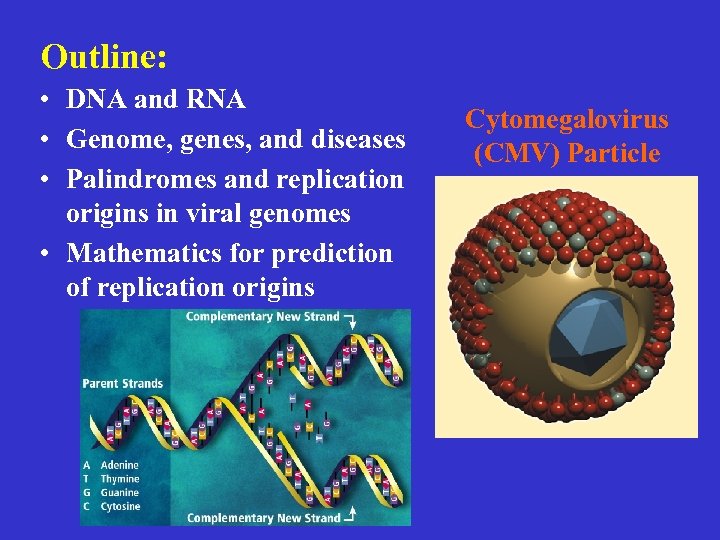 Outline: • DNA and RNA • Genome, genes, and diseases • Palindromes and replication