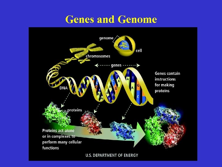 Genes and Genome 