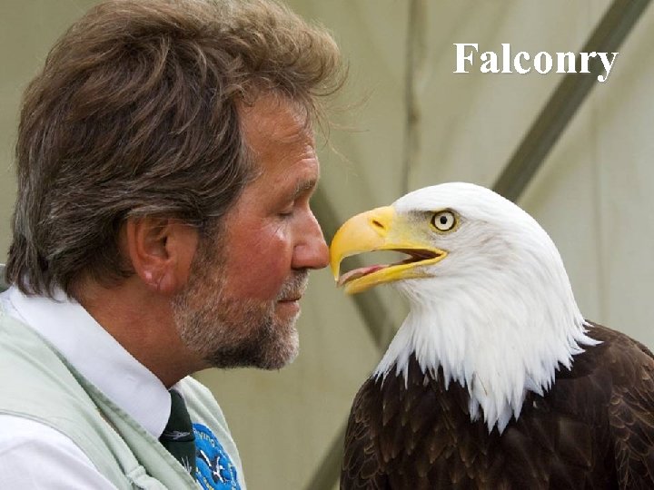 Falconry 