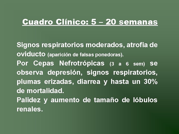 Cuadro Clínico: 5 – 20 semanas Signos respiratorios moderados, atrofia de oviducto (aparición de