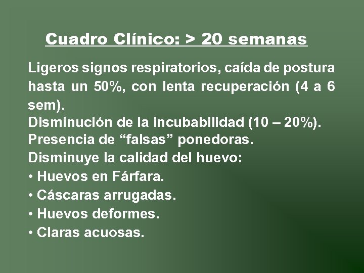Cuadro Clínico: > 20 semanas Ligeros signos respiratorios, caída de postura hasta un 50%,