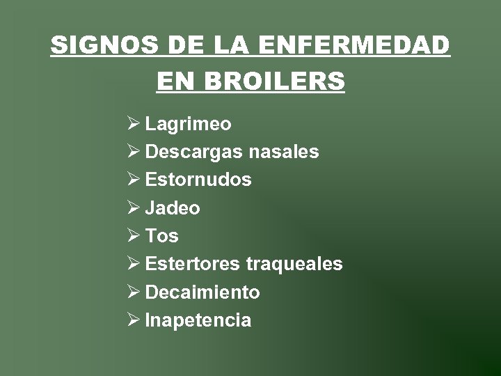 SIGNOS DE LA ENFERMEDAD EN BROILERS Ø Lagrimeo Ø Descargas nasales Ø Estornudos Ø