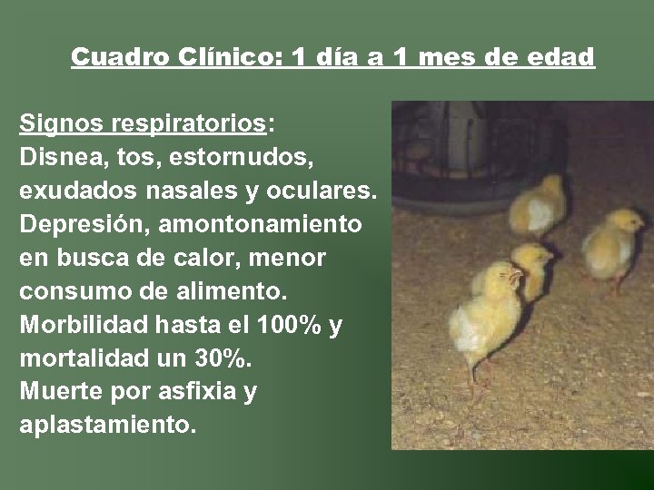 Cuadro Clínico: 1 día a 1 mes de edad Signos respiratorios: Disnea, tos, estornudos,