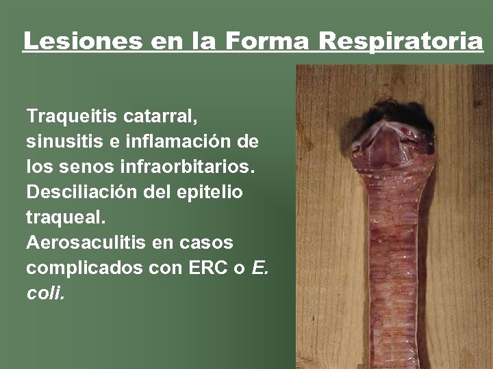 Lesiones en la Forma Respiratoria Traqueitis catarral, sinusitis e inflamación de los senos infraorbitarios.