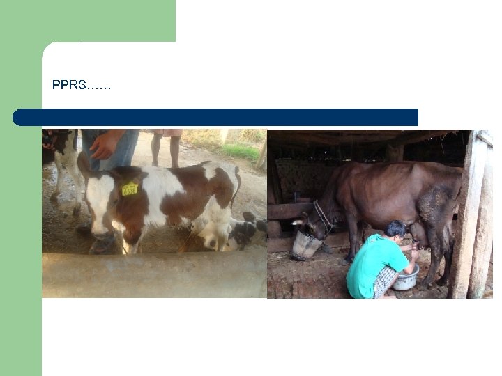 PPRS…… 