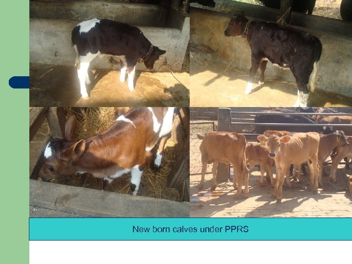 New born calves under PPRS 