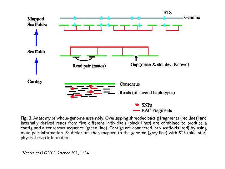 Venter et al (2001) Science 291, 1304. 