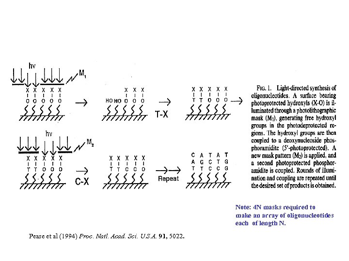 Note: 4 N masks required to make an array of oligonucleotides each of length