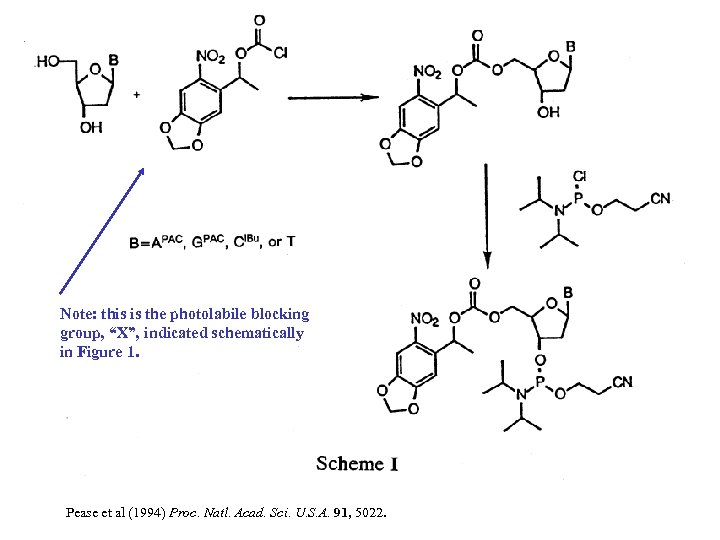 Note: this is the photolabile blocking group, “X”, indicated schematically in Figure 1. Pease