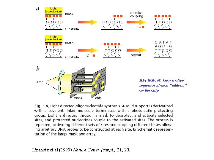 Key feature: known oligo sequence at each “address” on the chip. Lipshutz et al
