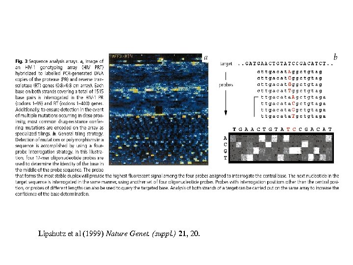 Lipshutz et al (1999) Nature Genet. (suppl. ) 21, 20. 