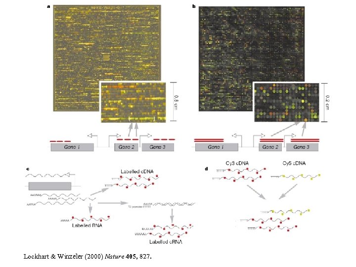 Lockhart & Winzeler (2000) Nature 405, 827. 