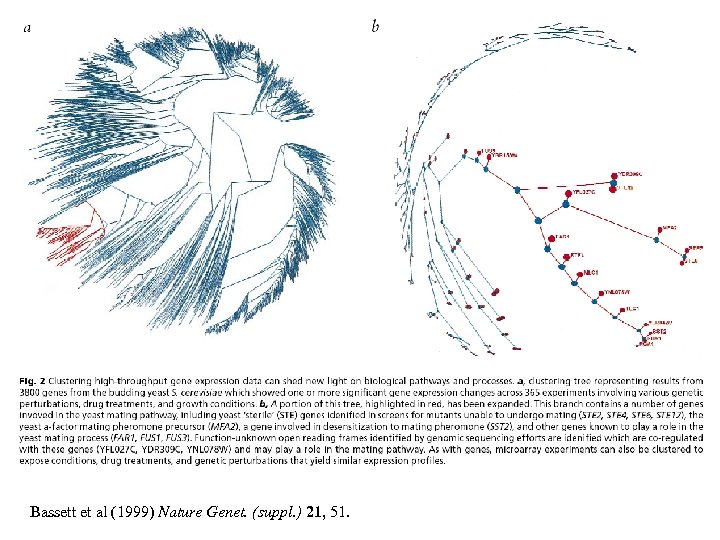 Bassett et al (1999) Nature Genet. (suppl. ) 21, 51. 