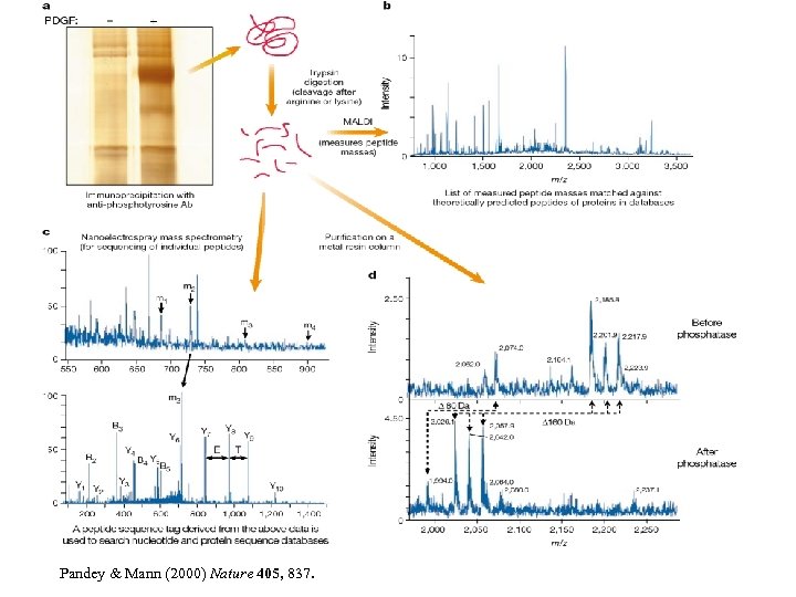 Pandey & Mann (2000) Nature 405, 837. 