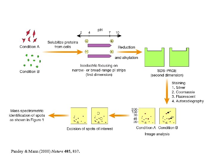 Pandey & Mann (2000) Nature 405, 837. 