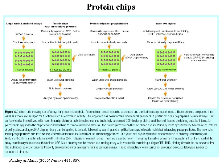Protein chips Pandey & Mann (2000) Nature 405, 837. 