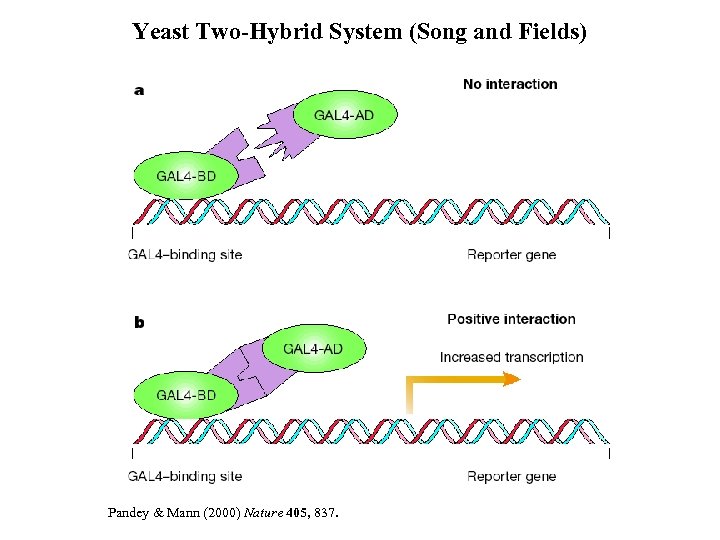Yeast Two-Hybrid System (Song and Fields) Pandey & Mann (2000) Nature 405, 837. 