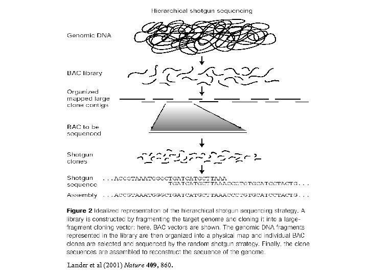 Lander et al (2001) Nature 409, 860. 
