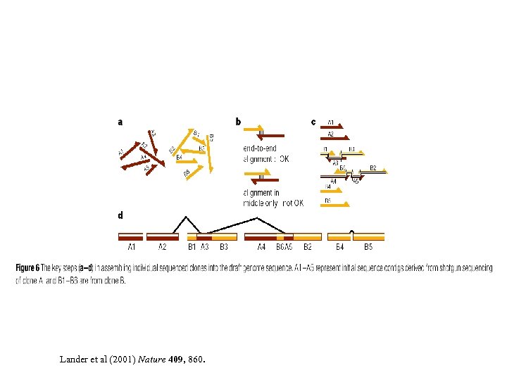 Lander et al (2001) Nature 409, 860. 