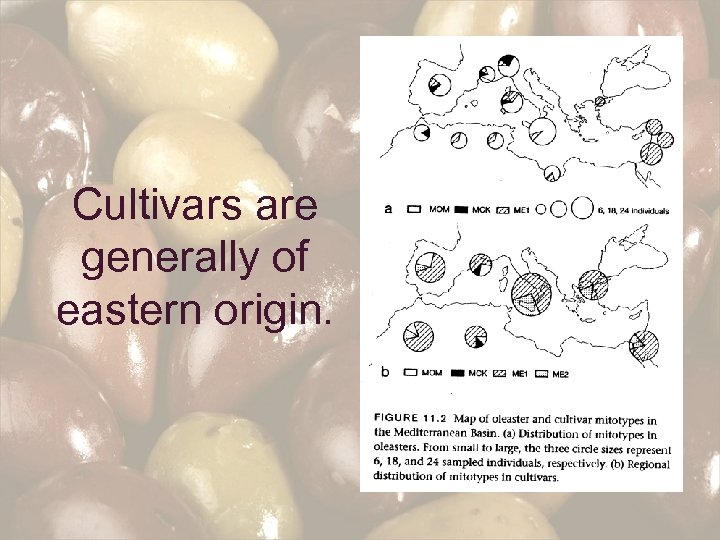 Cultivars are generally of eastern origin. 