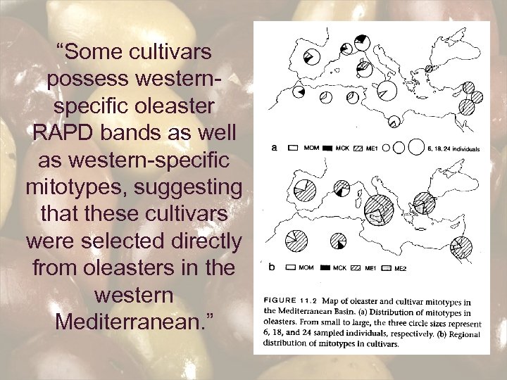 “Some cultivars possess westernspecific oleaster RAPD bands as well as western-specific mitotypes, suggesting that