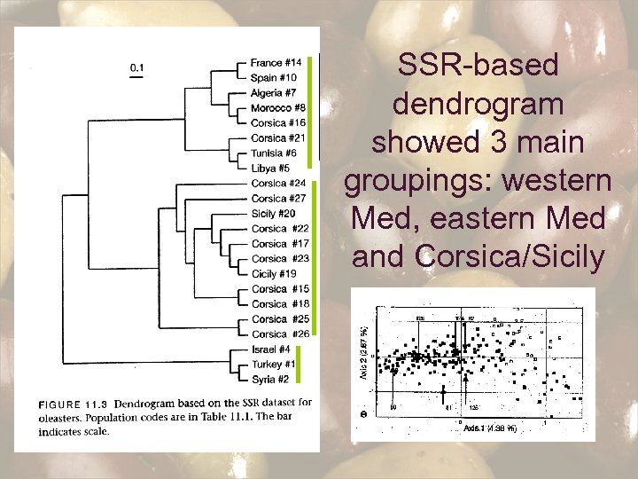SSR-based dendrogram showed 3 main groupings: western Med, eastern Med and Corsica/Sicily 