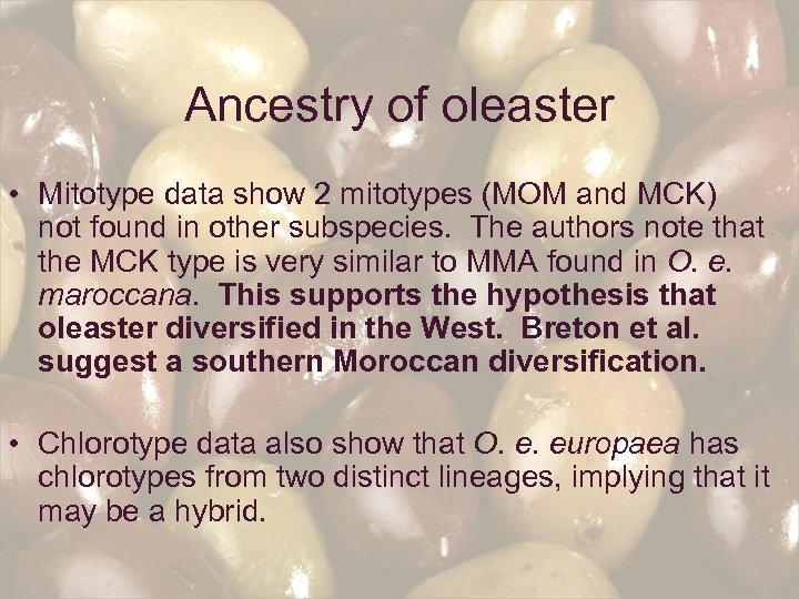 Ancestry of oleaster • Mitotype data show 2 mitotypes (MOM and MCK) not found