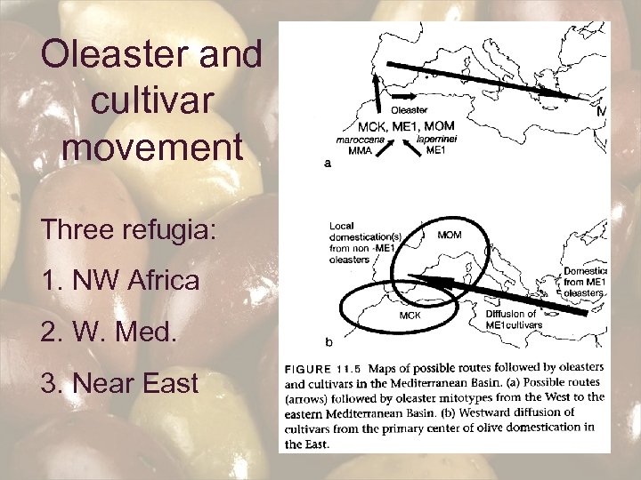 Oleaster and cultivar movement Three refugia: 1. NW Africa 2. W. Med. 3. Near