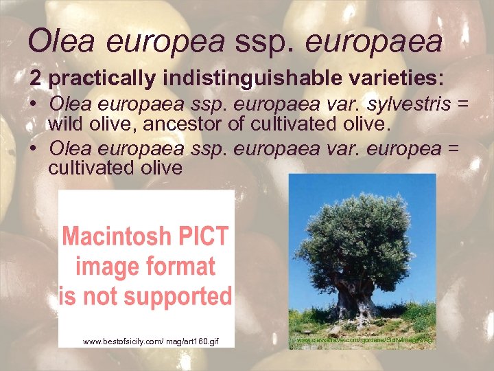 Olea europea ssp. europaea 2 practically indistinguishable varieties: • Olea europaea ssp. europaea var.