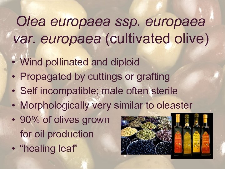 Olea europaea ssp. europaea var. europaea (cultivated olive) • Wind pollinated and diploid •