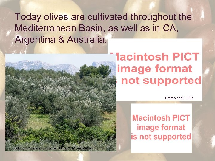 Today olives are cultivated throughout the Mediterranean Basin, as well as in CA, Argentina
