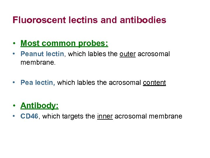 Fluoroscent lectins and antibodies • Most common probes: • Peanut lectin, which lables the