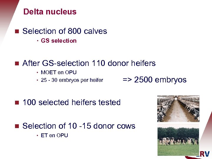Delta nucleus g Selection of 800 calves h g GS selection After GS-selection 110