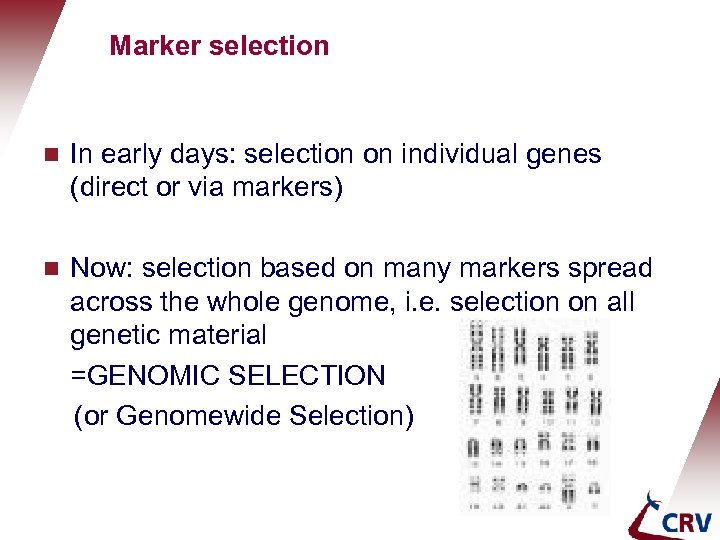 Marker selection g In early days: selection on individual genes (direct or via markers)