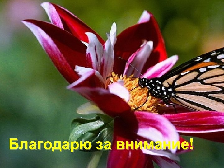 Благодарю за внимание! 