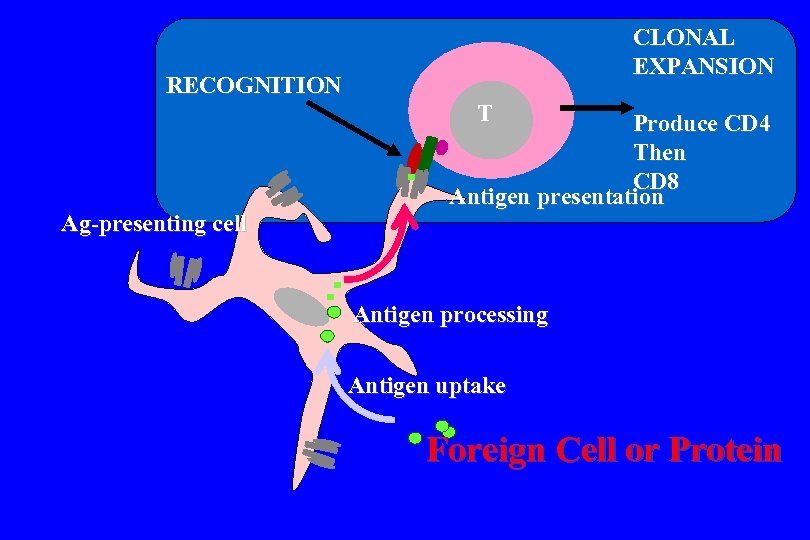 CLONAL EXPANSION RECOGNITION T Ag-presenting cell Produce CD 4 Then CD 8 Antigen presentation