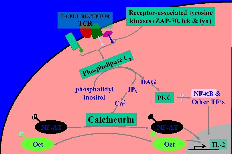 Receptor-associated tyrosine kinases (ZAP-70, lck & fyn) T-CELL RECEPTOR TCR se C a olip