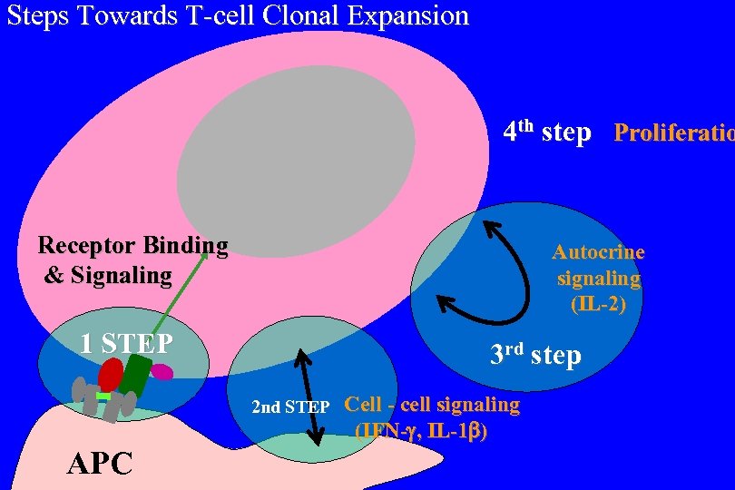 Steps Towards T-cell Clonal Expansion 4 th step Proliferatio Receptor Binding & Signaling Autocrine