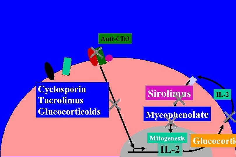 Anti-CD 3 Cyclosporin Tacrolimus Glucocorticoids Sirolimus IL-2 Mycophenolate Mitogenesis IL-2 Glucocortic 