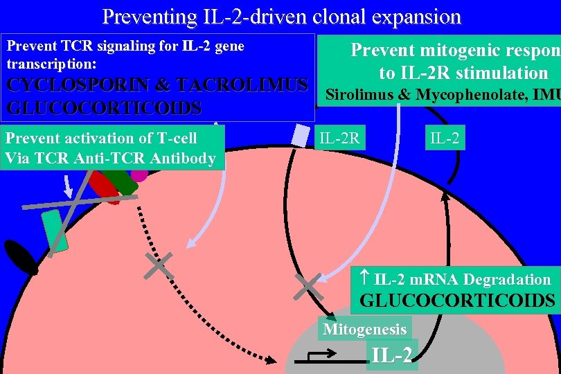 Preventing IL-2 -driven clonal expansion Prevent TCR signaling for IL-2 gene transcription: Prevent mitogenic
