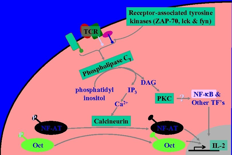 Receptor-associated tyrosine kinases (ZAP-70, lck & fyn) TCR se C a olip h osp
