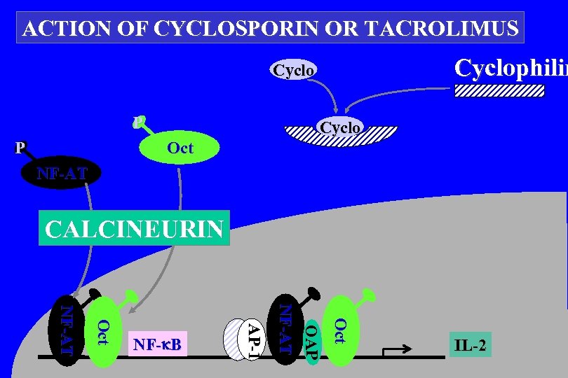 ACTION OF CYCLOSPORIN OR TACROLIMUS Cyclophilin Cyclo P P Cyclo Oct NF-AT CALCINEURIN Oct