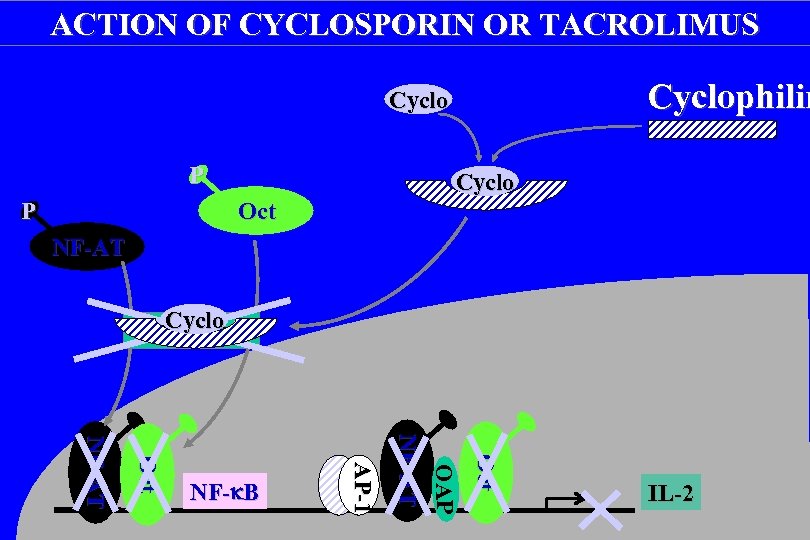 ACTION OF CYCLOSPORIN OR TACROLIMUS Cyclophilin Cyclo P P Cyclo Oct NF-AT Cyclo Calcineurin