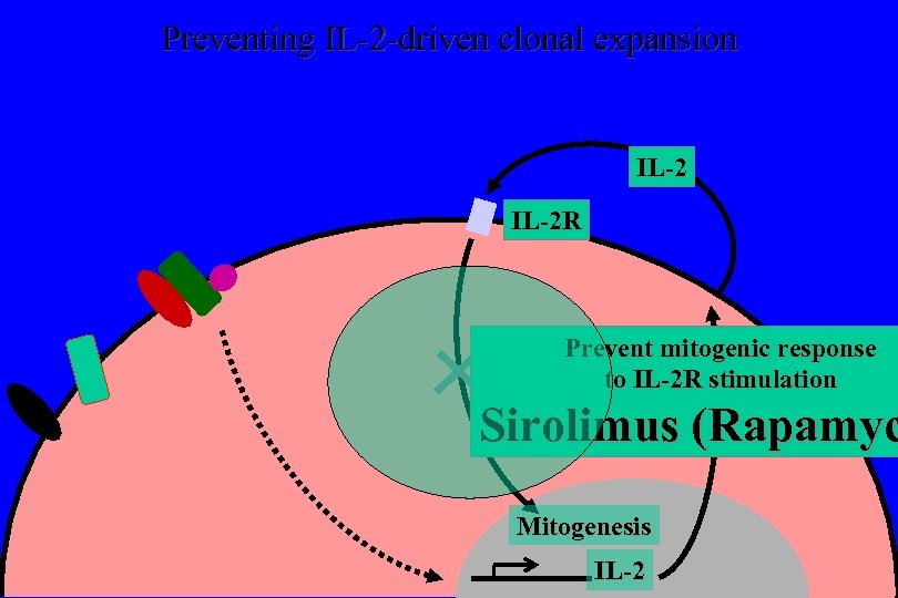 Preventing IL-2 -driven clonal expansion IL-2 R Prevent mitogenic response to IL-2 R stimulation