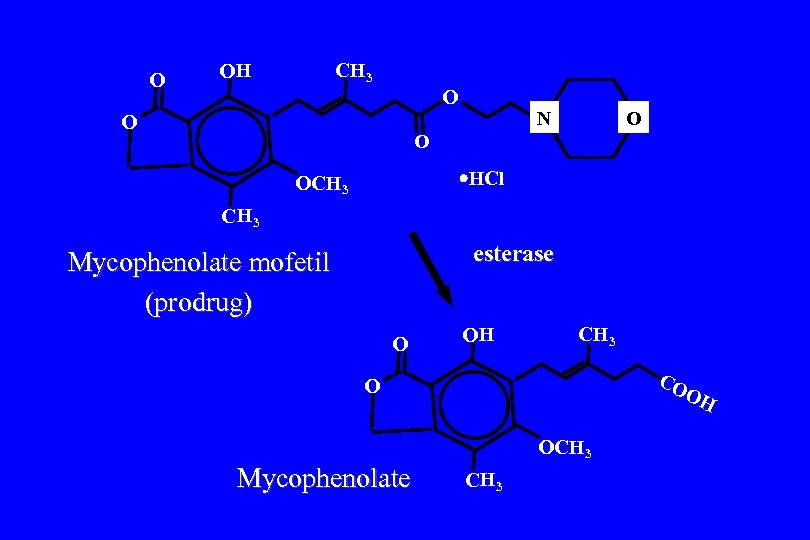 O OH CH 3 O O N O O HCl OCH 3 esterase Mycophenolate