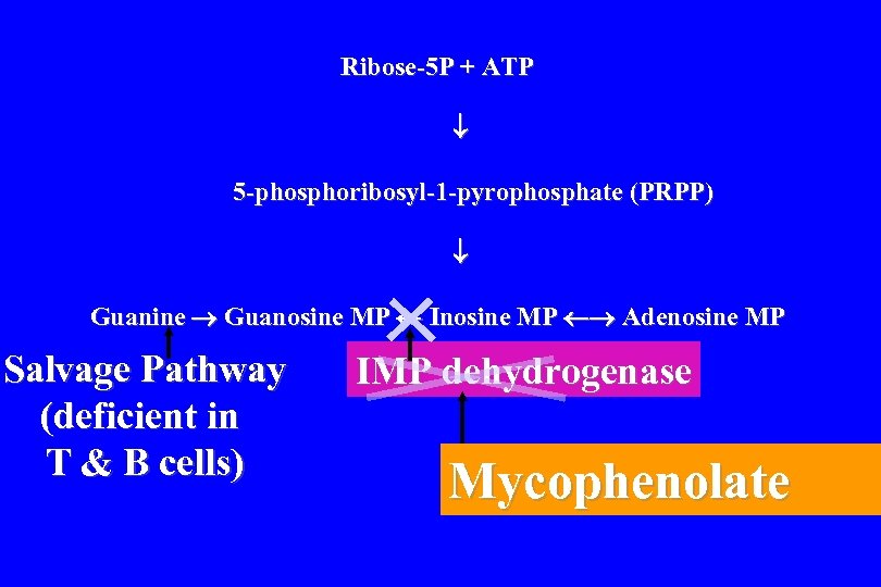 Ribose-5 P + ATP 5 -phosphoribosyl-1 -pyrophosphate (PRPP) Guanine Guanosine MP Inosine MP Adenosine