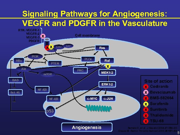Signaling Pathways for Angiogenesis: VEGFR and PDGFR in the Vasculature RTK: VEGFR-1 VEGFR-2 VEGFR-3