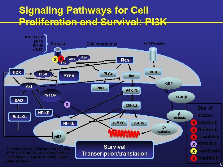 Signaling Pathways for Cell Proliferation and Survival: PI 3 K RTK: FGFR EGFR IGF-IR
