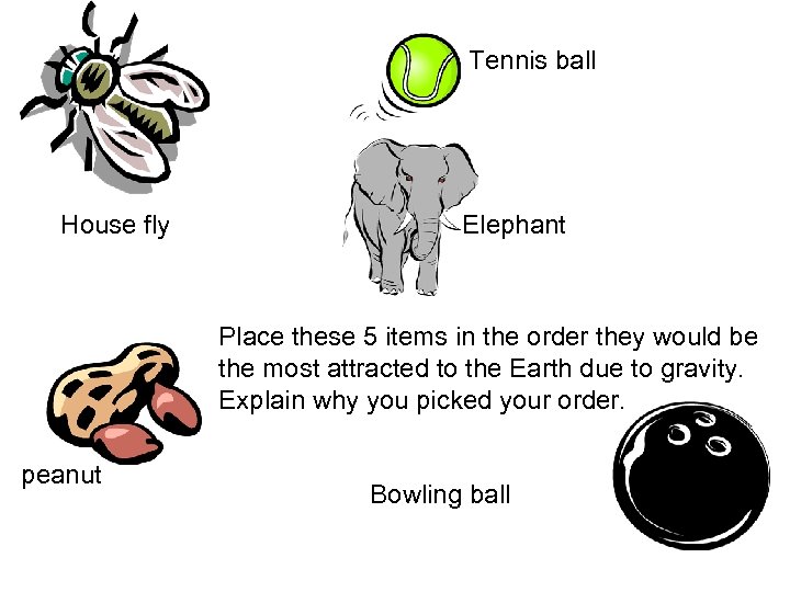 Tennis ball House fly Elephant Place these 5 items in the order they would